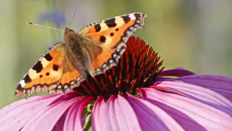 small tortoiseshell butterfly opening and closing wings on purple coneflower - macro