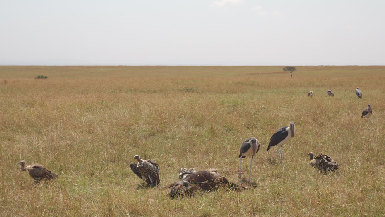 Aves necrófagas, cegonhas-marabu e abutres, disputam posição enquanto tentam compartilhar uma refeição de gnu, possivelmente deixada por um leão ou hiena.