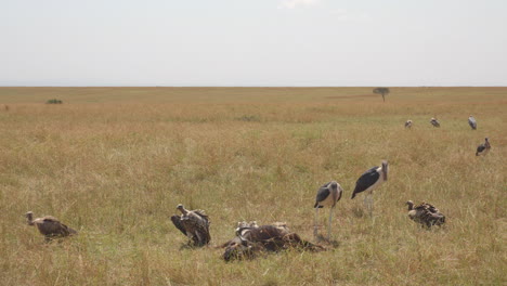 scavenging birds, marabou storks and vultures, jostle for position as they try to share a meal of wildebeest, possibly left by a lion or hyena