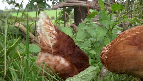 Forrajeando-Gallinas-Camperas-En-Pasto-Largo