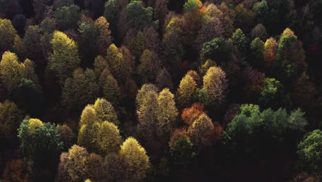 Vista-Aérea-Naturalezas-Belleza-Colorido-Otoño-Bosque-Iluminado-Por-El-Sol-Copa-De-Los-árboles