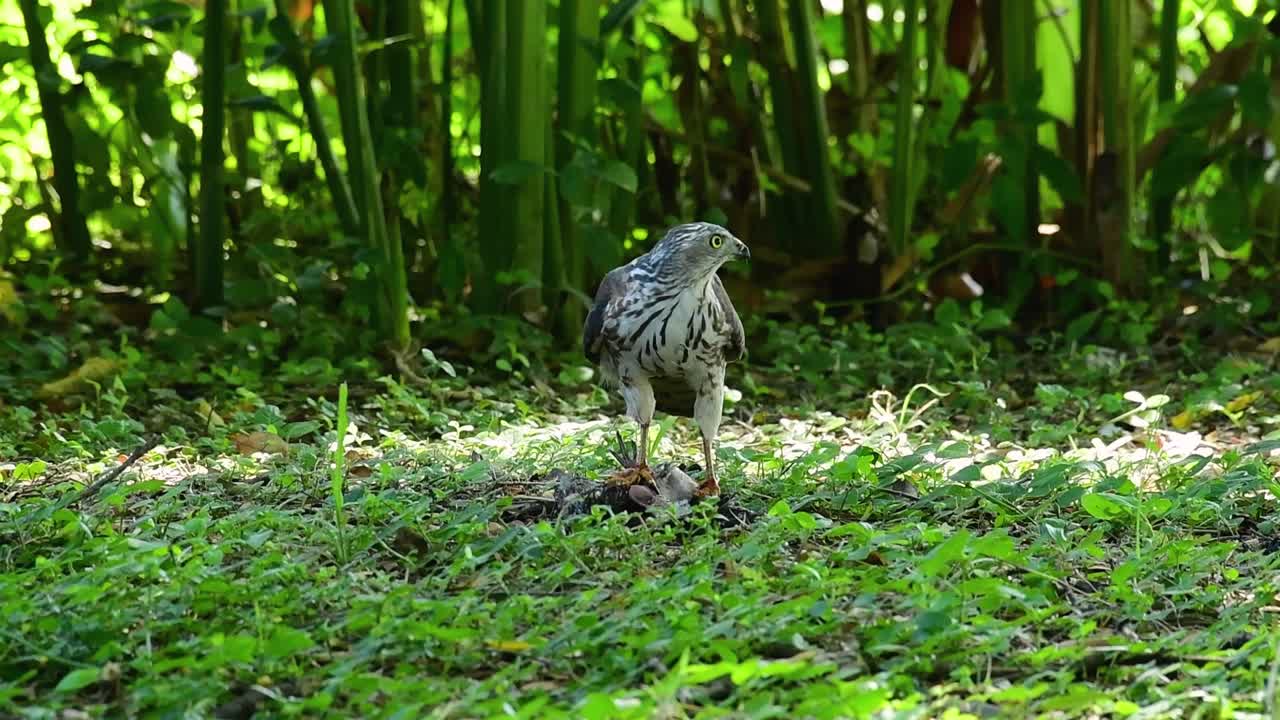 shikra alimentándose de otro pájaro en el suelo, esta ave de rapiña atrapó un pájaro para desayunar y estaba ocupado comiendo, luego se asustó y se fue