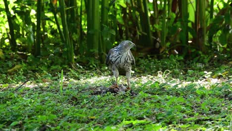 Shikra-Alimentándose-De-Otro-Pájaro-En-El-Suelo,-Esta-Ave-De-Rapiña-Atrapó-Un-Pájaro-Para-Desayunar-Y-Estaba-Ocupado-Comiendo,-Luego-Se-Asustó-Y-Se-Fue