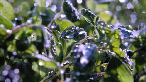 extreme close up of raindrop on oregano plant leaf in garden, lit by sun from behind