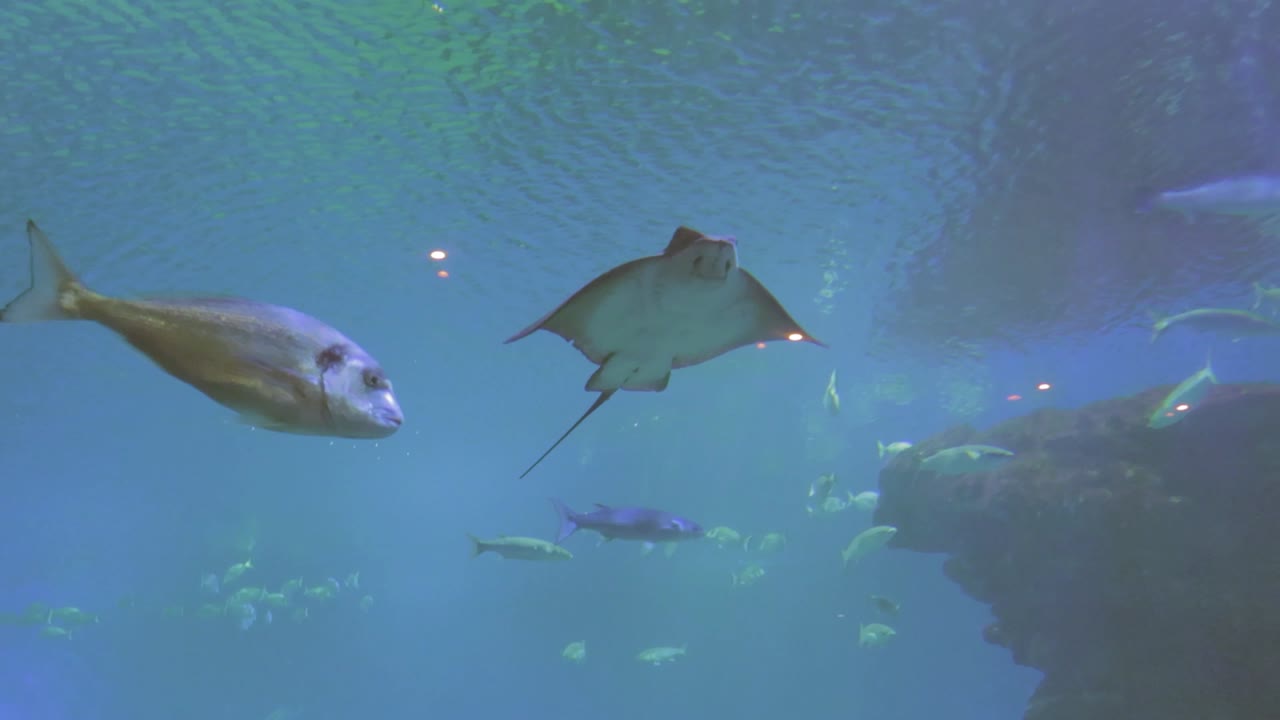 familias disfrutando de ver peces en el acuario de palma, mallorca, españa