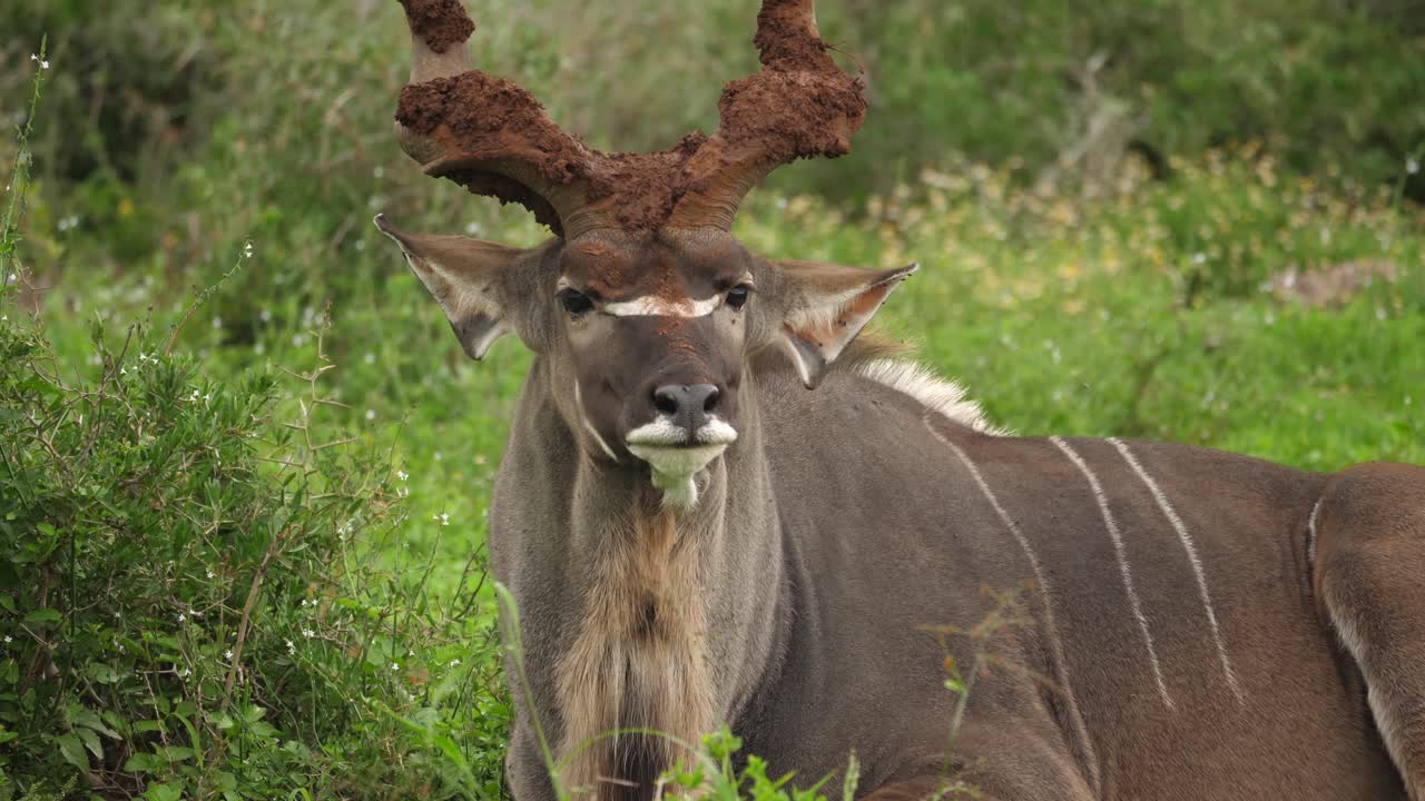 fotograma completo: gran kudu macho con cuernos en espiral fangosos guiños a la cámara