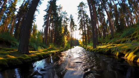 sunlight streams through a forest, illuminating a flowing creek.