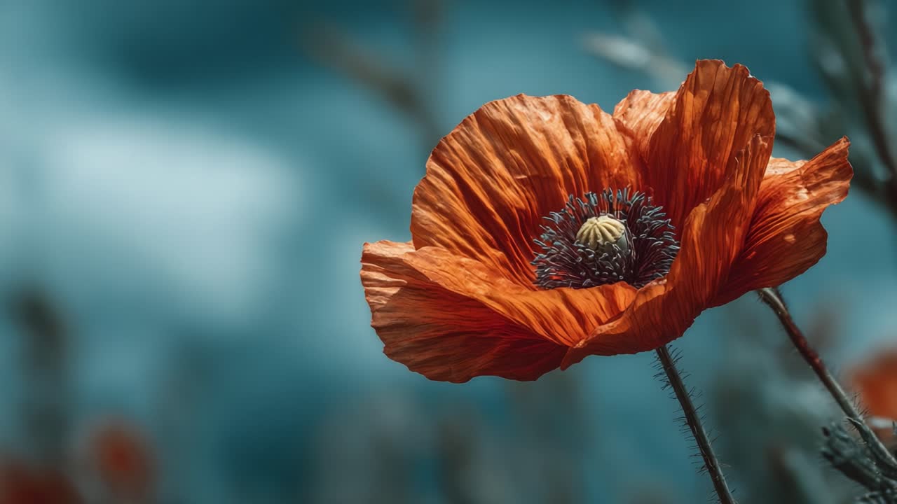 Stunning Close-up of a Vibrant Poppy Flower with Intricate Petals and Unique Colors Set Against a Soft, Blurred Background Capturing Nature's Beauty