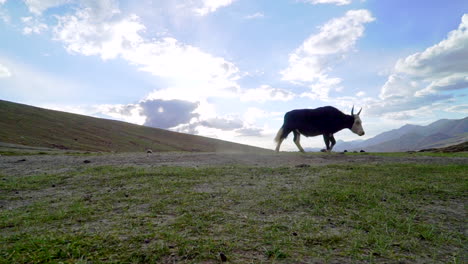 vaca lulu caminando y luego comienza a alimentarse de la hierba verde al lado de un campamento de tiendas en las montañas