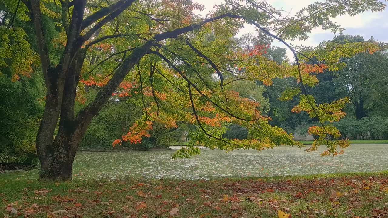 disparo estático de un árbol balanceándose en el viento en la temporada de otoño