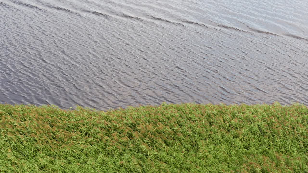 jelgava, 라트비아에서 lielupe 강둑 녹색 흔들며 갈대에 바람 바람