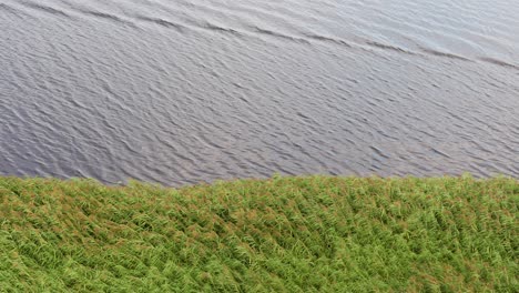 Brisa-Del-Viento-En-Las-Cañas-Verdes-De-La-Orilla-Del-Río-Lielupe-En-Jelgava,-Letonia