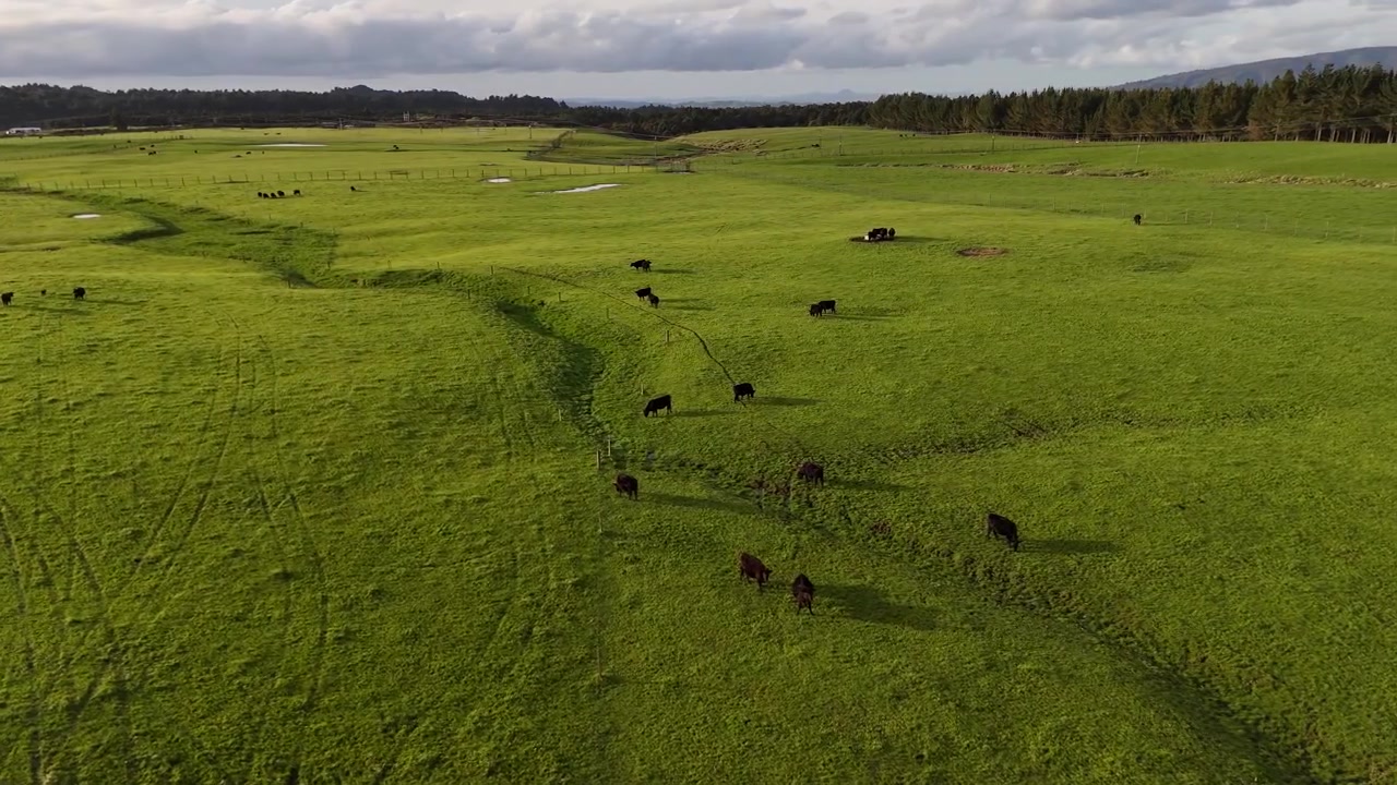Vacas pretas caminhando, vagueando, comendo grama em campos de pastagem, tomada aérea.