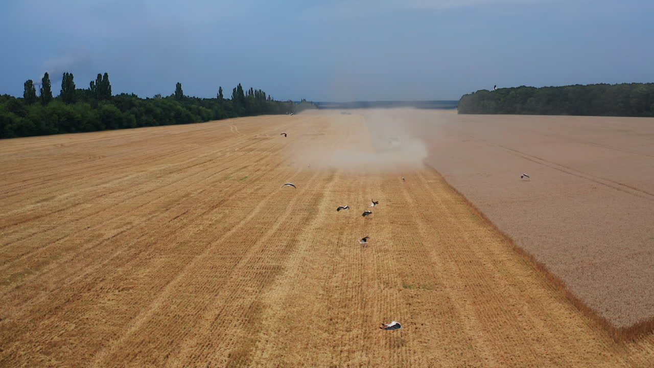 Storks in a Wheat Field During Harvest