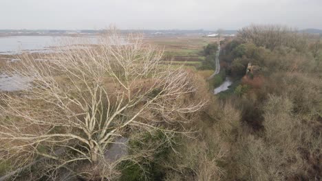 cometa real en la rama de un árbol en busca de una presa