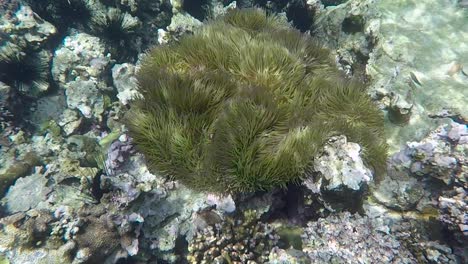 observar peces payaso en una anémona de mar haciendo snorkel en la isla tropical de bougainville, papúa nueva guinea