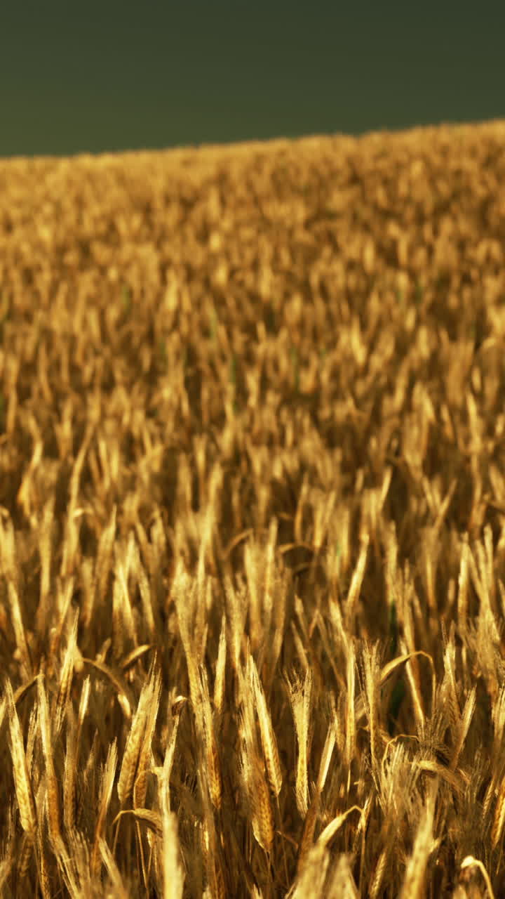 Campo de trigo dorado