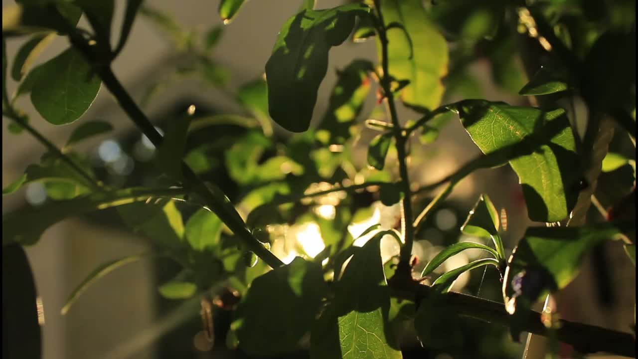 잎 을 통과 하는 빛