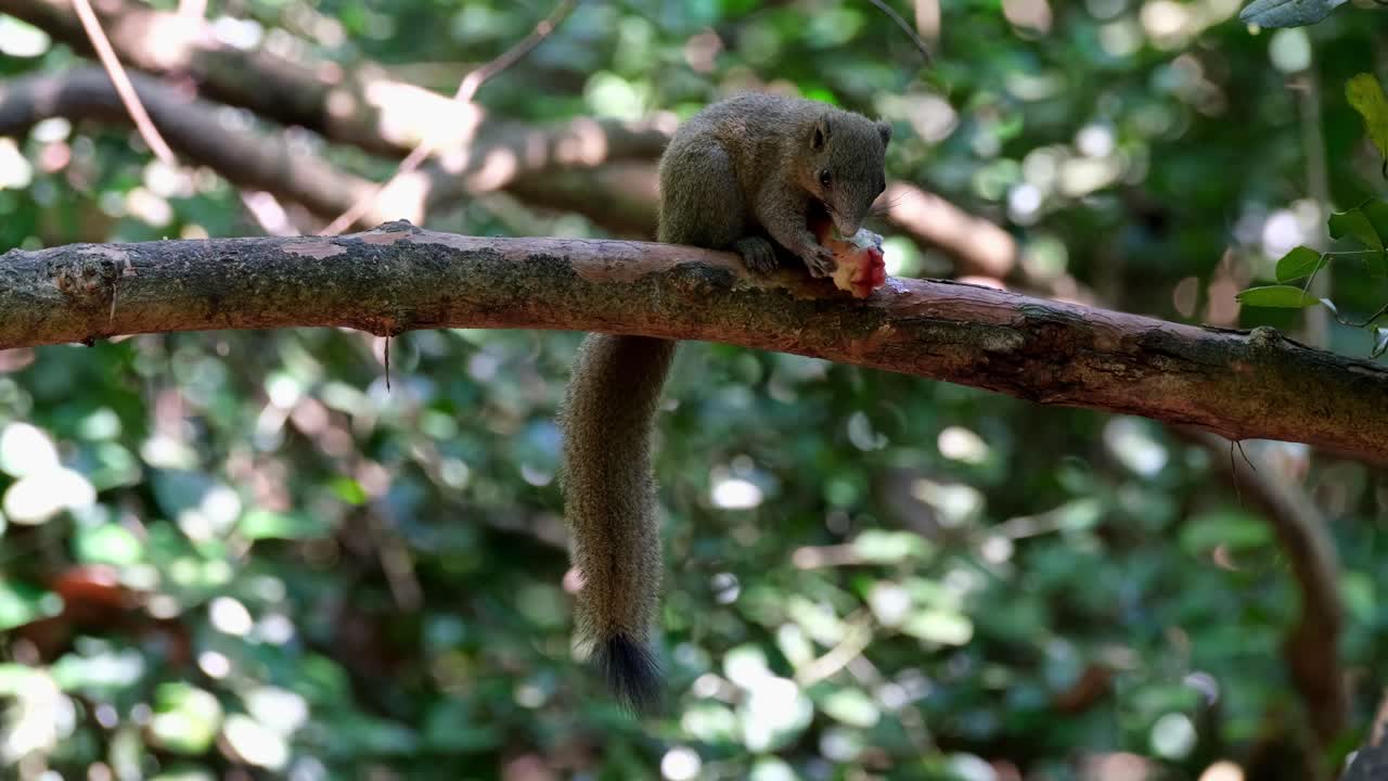cola colgando hacia abajo mientras mira hacia la derecha comiendo una fruta en lo profundo del bosque, ardilla de vientre gris callosciurus caniceps, parque nacional kaeng krachan, tailandia