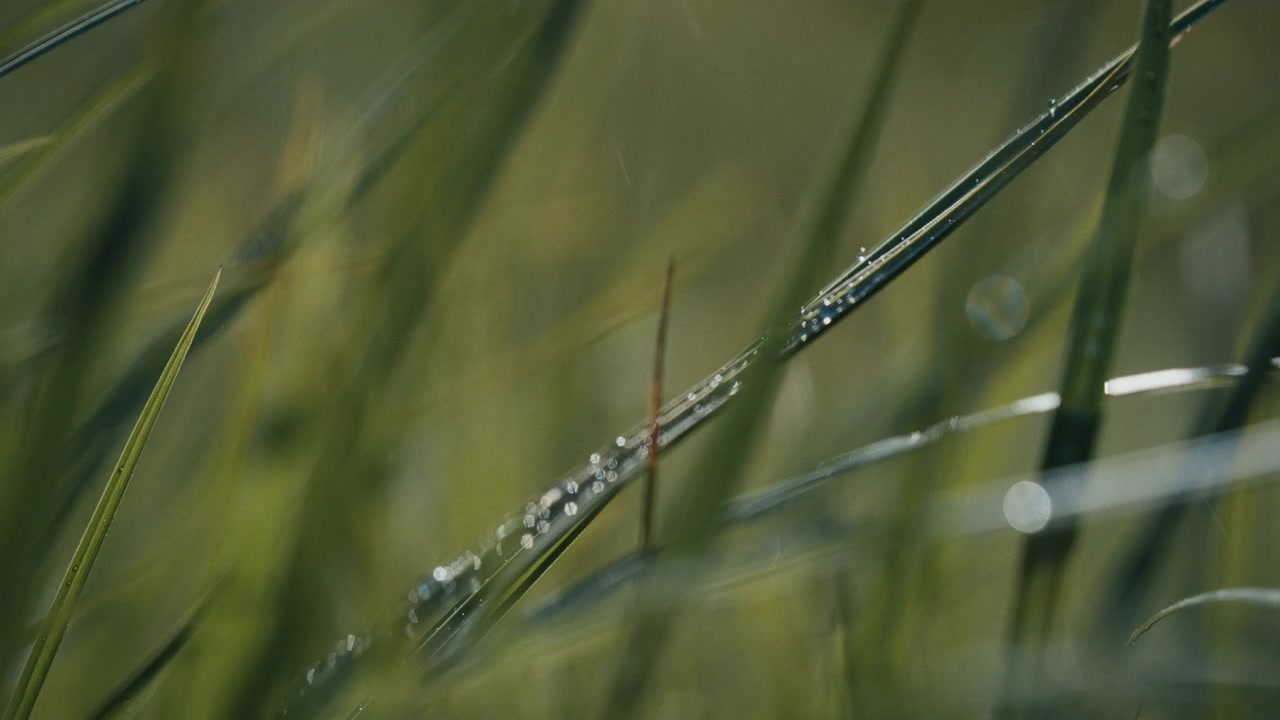 Primo piano macro di fili d'erba con uno sfondo sfocato, dettaglio naturale