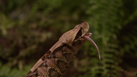 gaboon viper snake pushes last bit of prey down throat - side profile