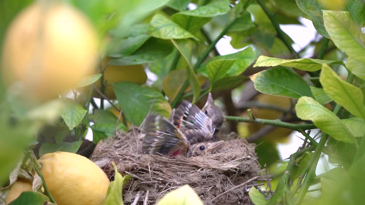 Nidiacei di tordo nel nido pronti a spiccare il volo