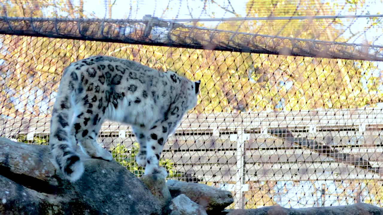 un leopardo de nieve camina con gracia a lo largo de las rocas en un recinto del zoológico, mostrando sus movimientos elegantes y su pelaje manchado