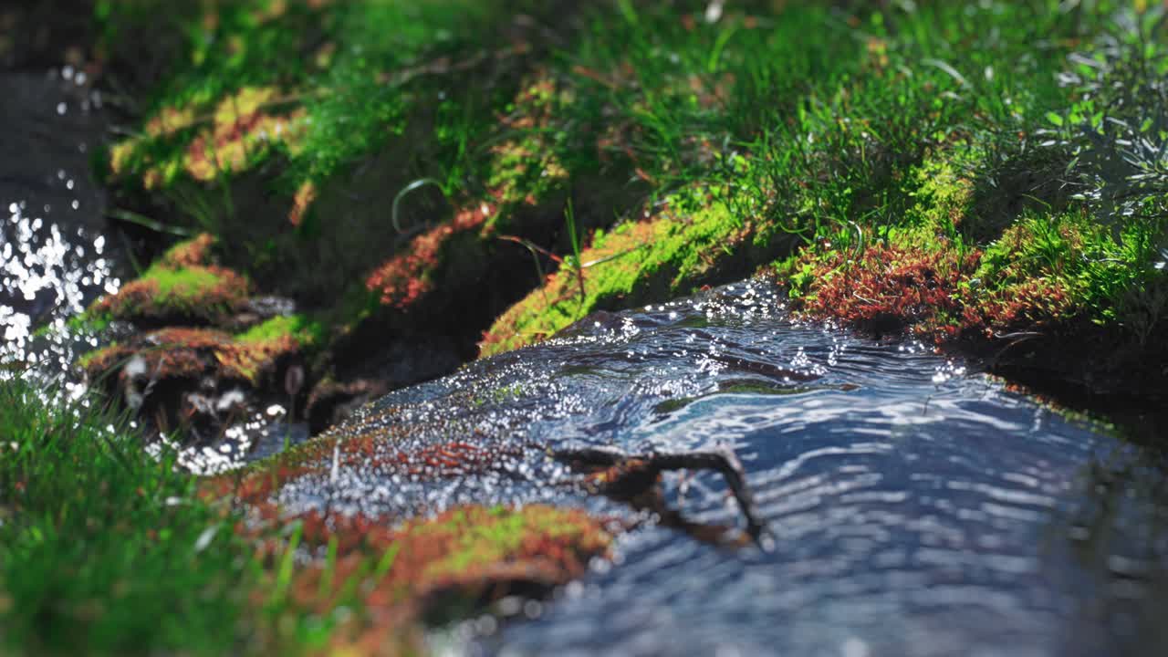 una vista de cerca de un arroyo que fluye a través de un suelo de bosque de musgo, con exuberante vegetación a su alrededor
