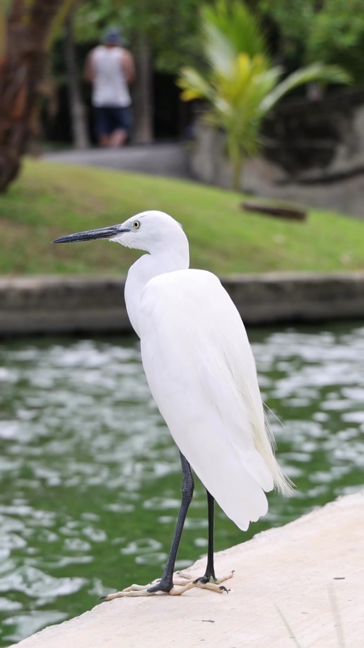 Airone bianco in piedi vicino a un corso d'acqua, che osserva l'ambiente circostante