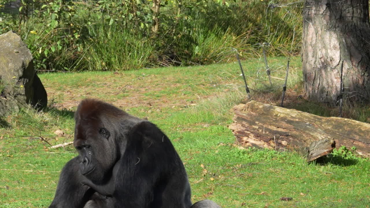 retrato de un gorila comiendo en el parque zoológico de animales en beekse bergen, países bajos