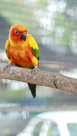 colorful birds interacting on a tree branch