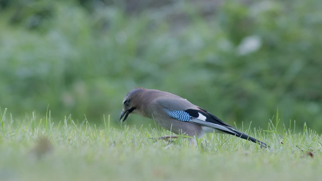 유라시아 어치는 겨울 동안 도토리를 따서 삼킨다.