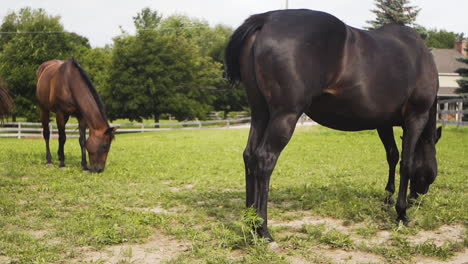 group of beautiful brown horses eating on a farm