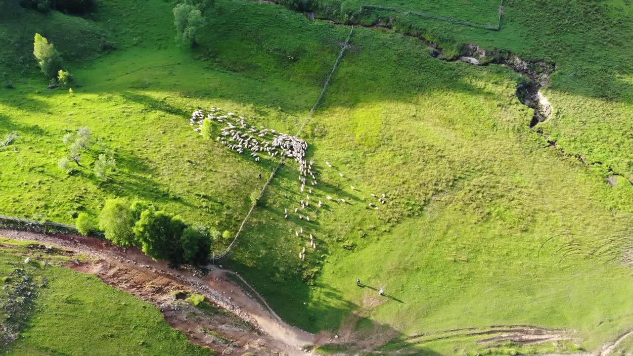 Aerial View of a Large Flock of Sheep Grazing in a Green Field