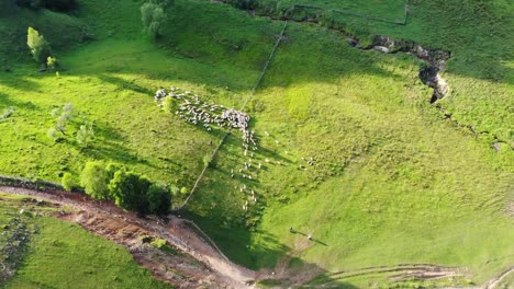 aerial view of a large flock of sheep grazing in a green field