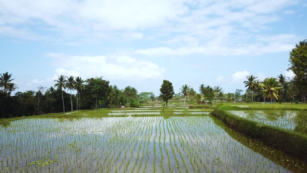 Ripresa con drone che vola basso a terra, indietreggiando lentamente sopra risaie a terrazze ben irrigate a Bali, Indonesia.