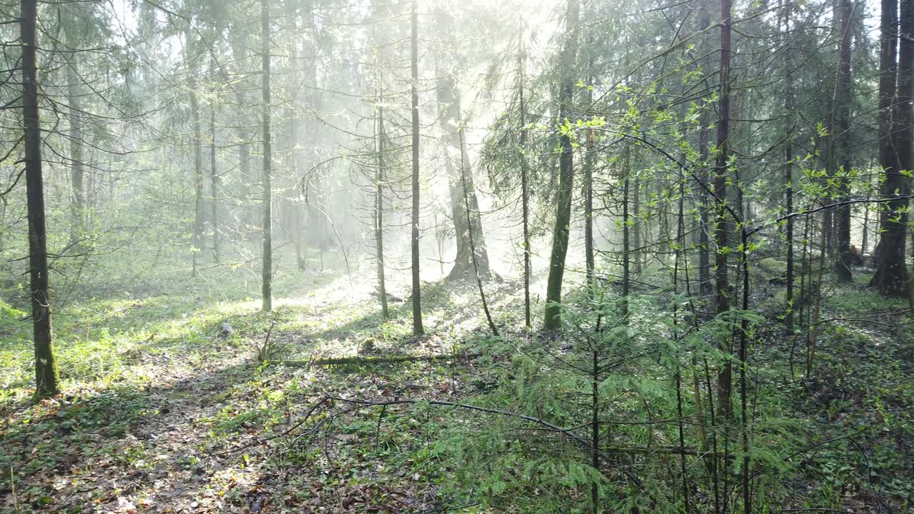 초록색 모스와 아름다운 빛, 안개 같은 증기와 비가 내리는 아름다운 신비로운 숲.