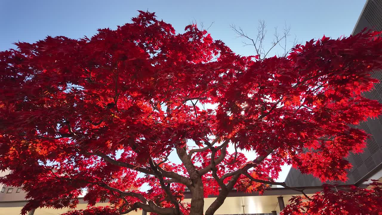 Low angle view of a vibrant red Japanese maple tree - momiji - outside Takayama Station, showcasing the beauty of autumn foliage in Japan