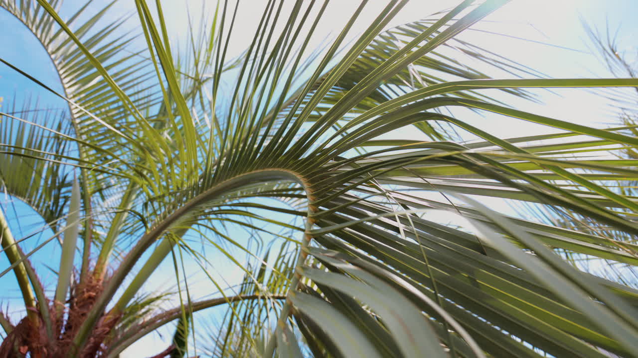 Close up of a palm tree in a garden with the blue sky on the background