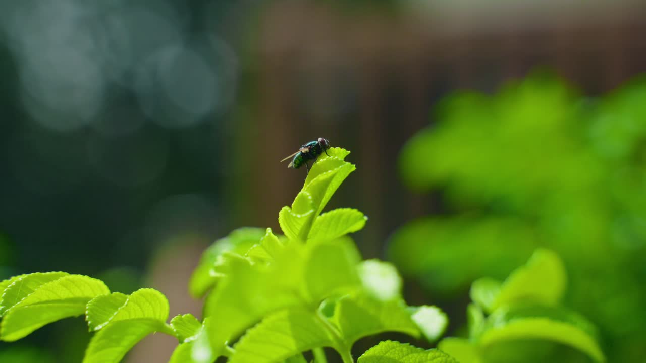 A small common fly perched on vibrant green leaves with a blurred background, North America, Quebec, Montreal, Canada.