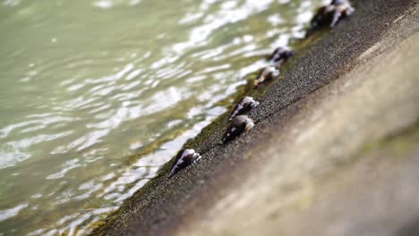 slow motion video of river snails on the river wall