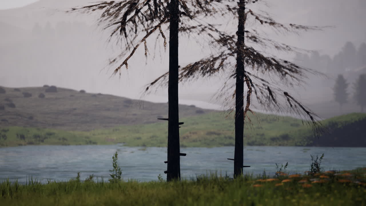스위스 알프스 산맥 은 언덕 에 있는 푸른 알프스 초원 과 소나무 숲 으로 둘러싸여 있다