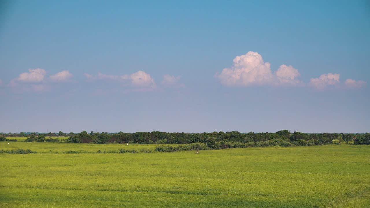 무성한 녹색 시골의 중간 외부 timlapse 샷
