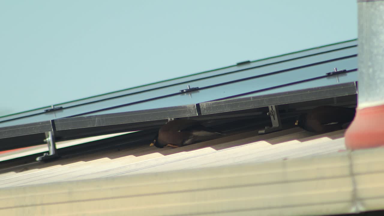 Birds resting under solar panels