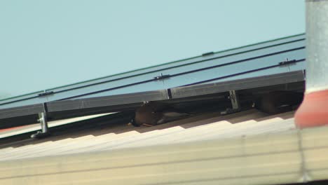 birds resting under solar panels