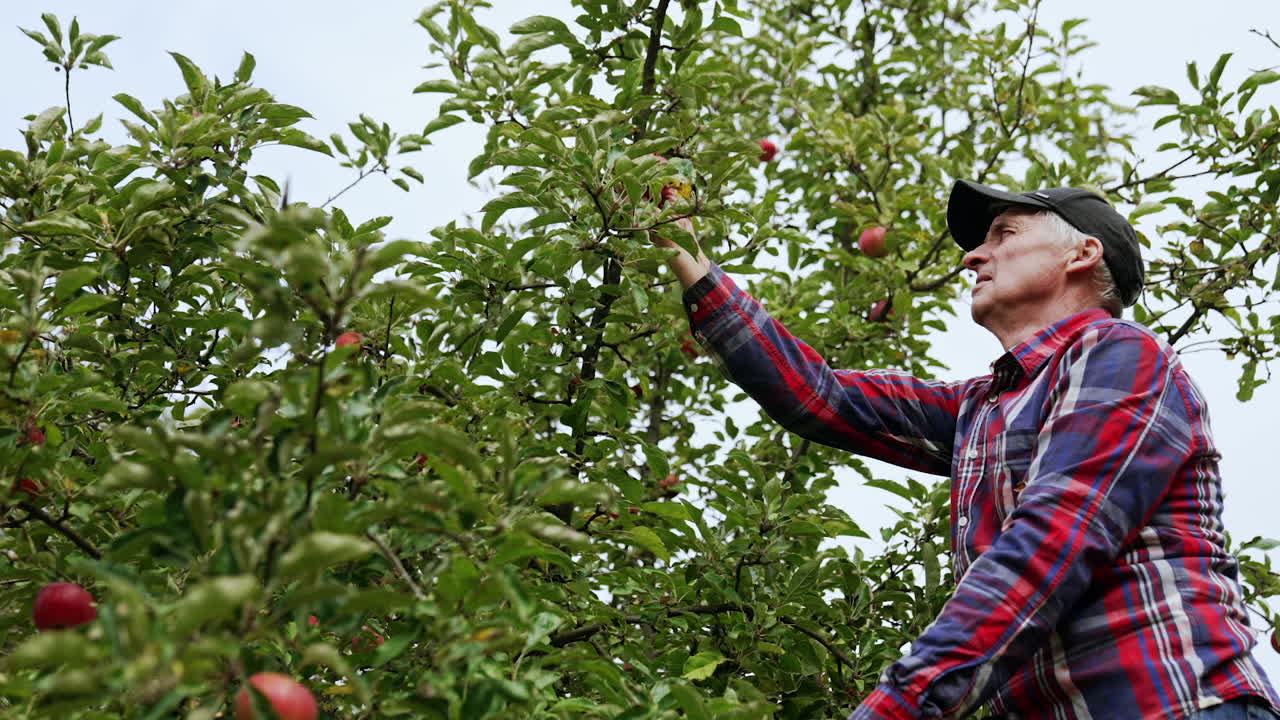 Farmer picking red ripe apples from the tree. Man stands on the ladder putting the fruit into the crate. Low angle view.