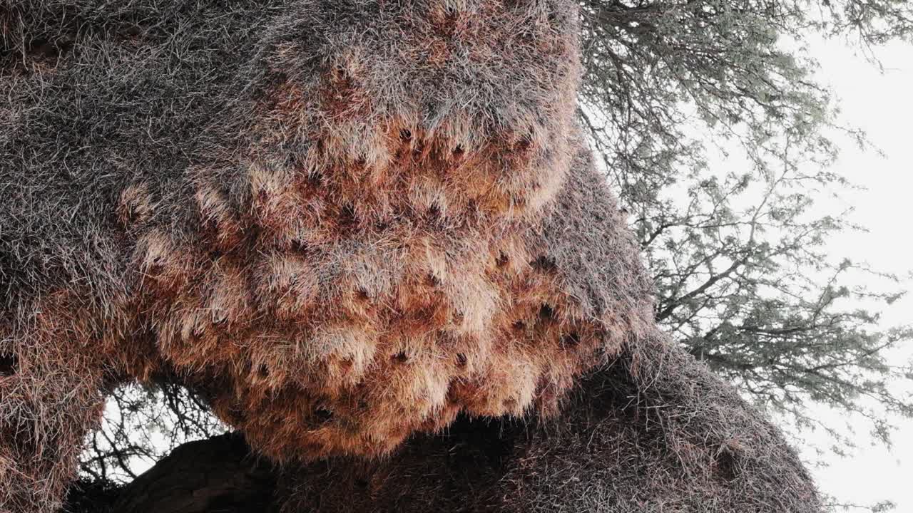 A spectacular and huge social weaver bird nest in the Kalahari in South Africa