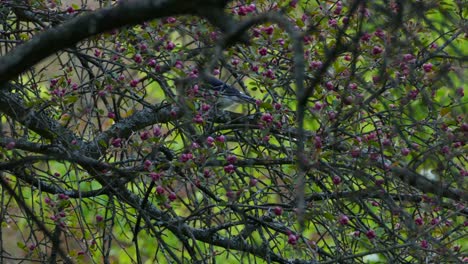 blue jay bird looking for food in tree with seeds