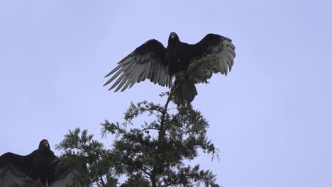 turkey vulture spreading its wings at top of tree grooming and drying itself after thunderstorm