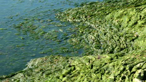 green algae polluted sea